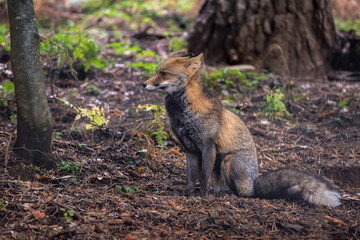 Naklejka na ściany i meble fox sitting in the forest looking to the side