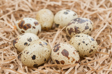 Quail spotted eggs lie on paper strips in the form of hay