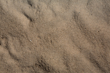 Fine wet sand, top view. Summer