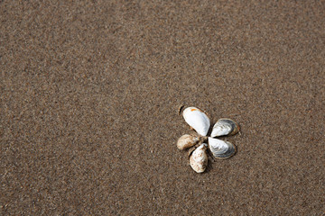 Fototapeta na wymiar Flower of shells on the sand. View from above.