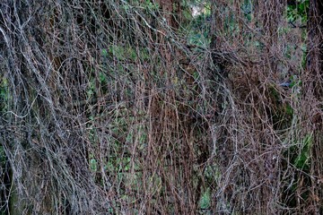 unusual background of thin branches close up
