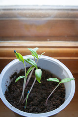 Young seedlings sprouted in a glass in early spring