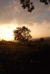 Arbre isolé au crépuscule
