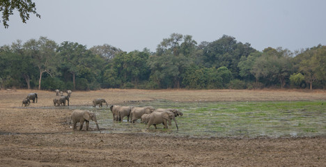 Fototapeta na wymiar Elephants Zambia Africa
