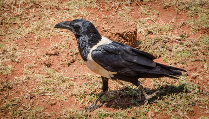 Fototapeta premium Crow in Africa Zambia
