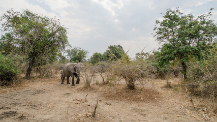 Elephants Zambia Africa