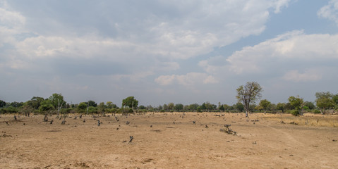 Fototapeta na wymiar Africa Zambia Savanna