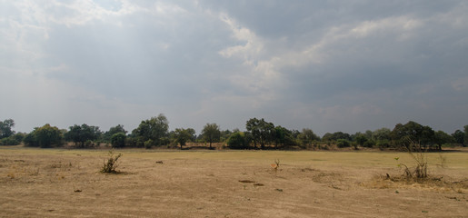 Africa Zambia Savanna