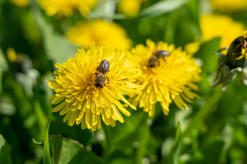 bees on dandelion flowers, frankfurt, germany