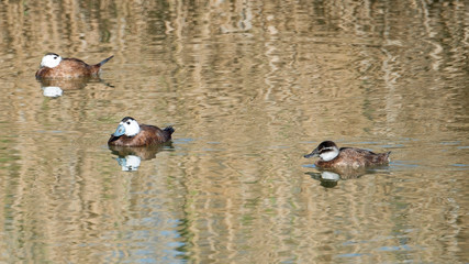 White-headed Duck ( Oxyura leucocephala) in Spain.
