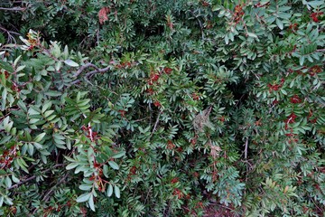 beautiful background of green plant with red berries close up