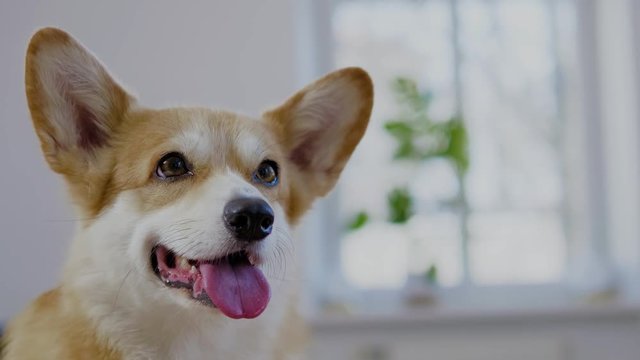 Cute corgi dog close-up