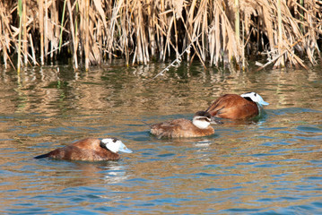 White-headed Duck ( Oxyura leucocephala) in Spain.