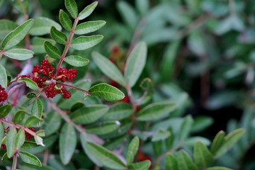 beautiful background of green plant with red berries close up