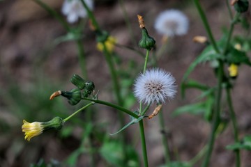 white dandelions close up