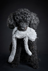 Black poodle holding a toy in mouth