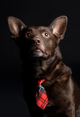 Cute domestic dog in studio