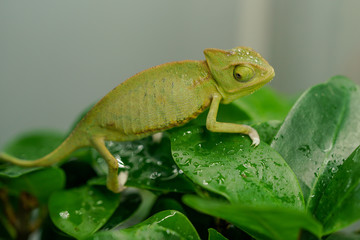 Chameleon on green leaves. Water drops on chameleon. Macro.