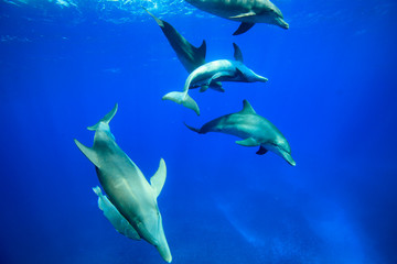 小笠原の海を泳ぐミナミハンドウイルカの群れ