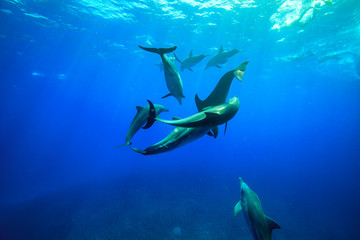 小笠原の海を泳ぐミナミハンドウイルカの群れ