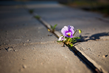 Violet flower growing in between stone paving - 262782893