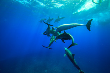 小笠原の海を泳ぐミナミハンドウイルカの群れ