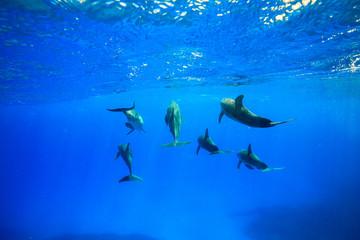 小笠原の海を泳ぐミナミハンドウイルカの群れ