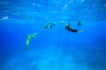 小笠原の海を泳ぐミナミハンドウイルカの群れ