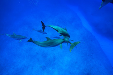 小笠原の海を泳ぐミナミハンドウイルカの群れ