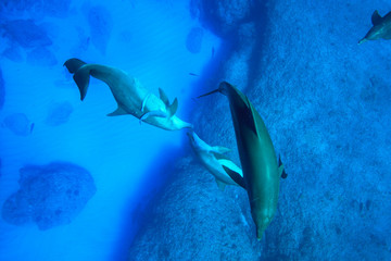 Fototapeta na wymiar 小笠原の海を泳ぐミナミハンドウイルカの群れ