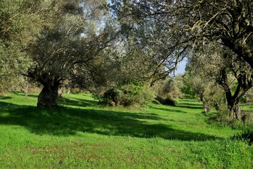 Obraz premium beautiful view of the lawn with olive trees