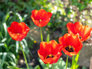 close up of red tulips in spring, frankfurt, germany