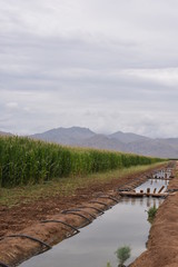 Arizona siphon irregated corn field