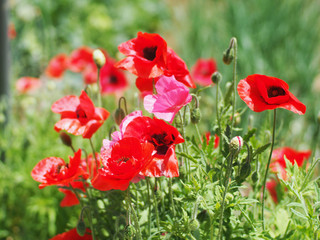 Obraz premium 花 ポピー