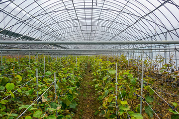 Plantation of plants in a greenhouse in South Korea