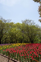 日本で春に撮影したチューリップ