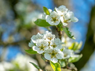 apple tree blossom in frankfurt