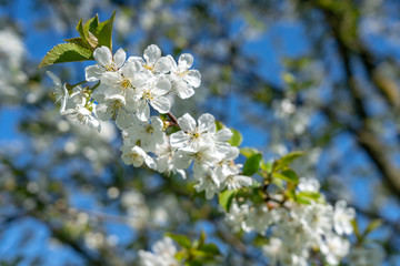 apple tree blossom in frankfurt
