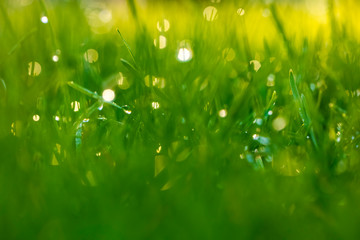 Gauss blur. summer background. Dew on the grass