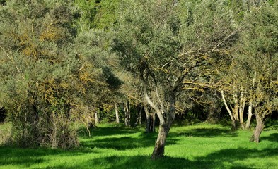 beautiful view of the lawn with olive trees