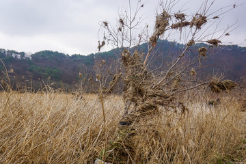 Fallen tree after flood