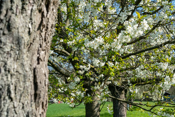 Obraz premium apple tree blossom in frankfurt