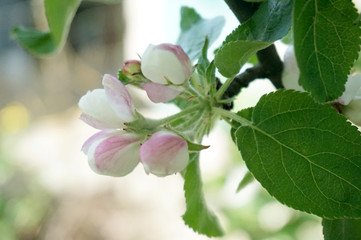 Obraz premium Quince blooming tree close-up flowers