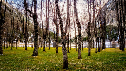 Bosque en los pirineos