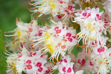 Aesculus buckeye horse chestnut tree bloom flowers close-up