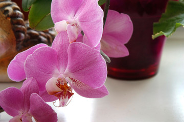 Pink orchid with a blurred background, Beautiful pink orchid in a pot on the windowsill