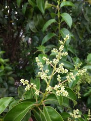 Flor