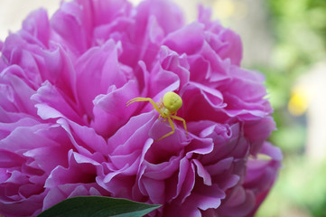 Pink peony with yellow spider close-up