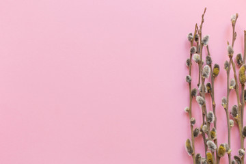 Fototapeta na wymiar Pink background with willows