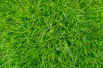 Green grass on the field